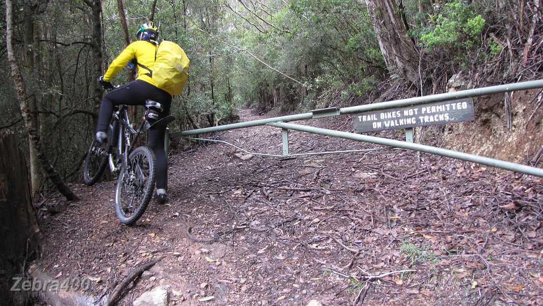 13-MTB's permitted, so Heidi takes an off road track to the summit of Mt Wellington.JPG